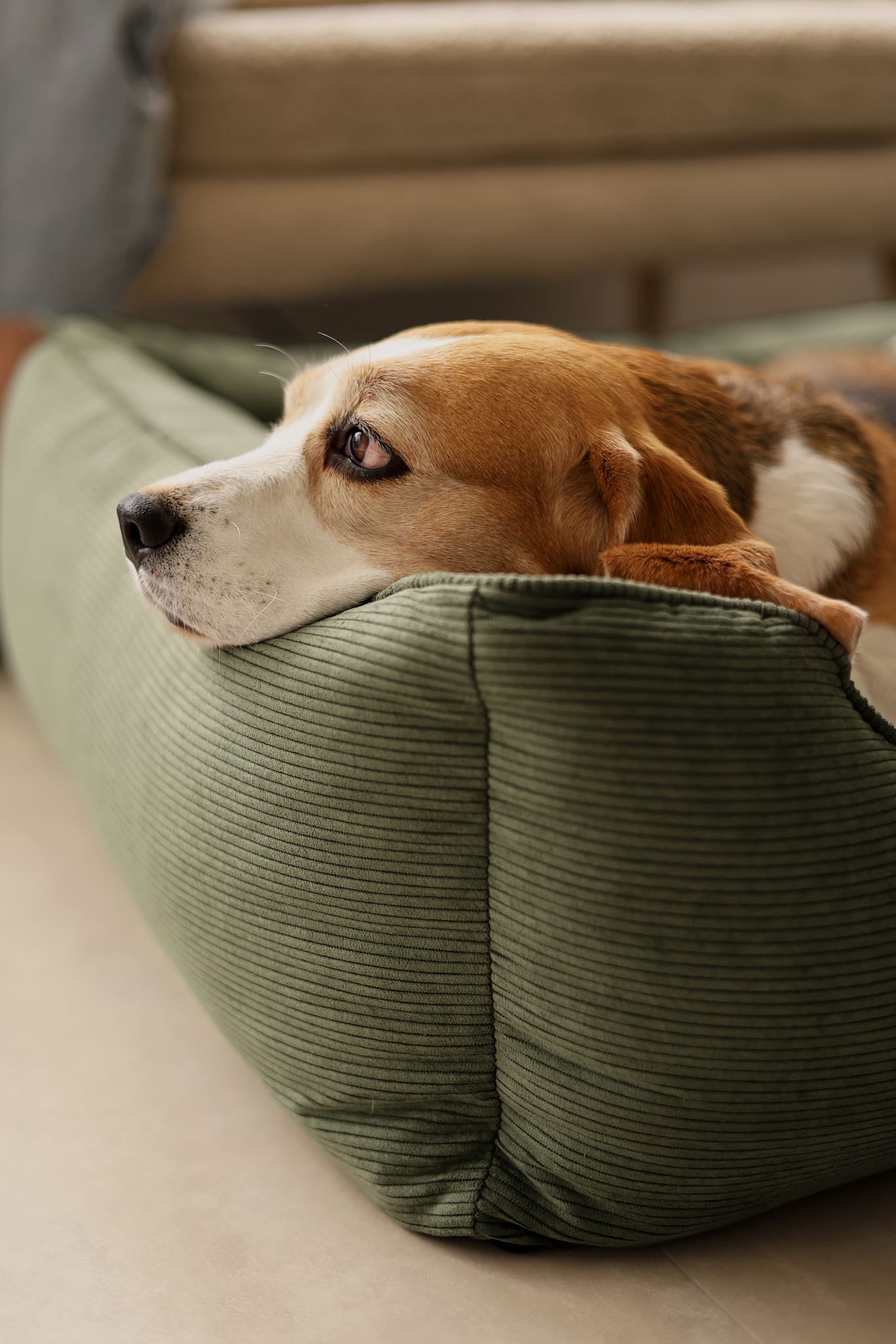 Why a Sofa Dog Bed with Bolsters Is Good for Dogs