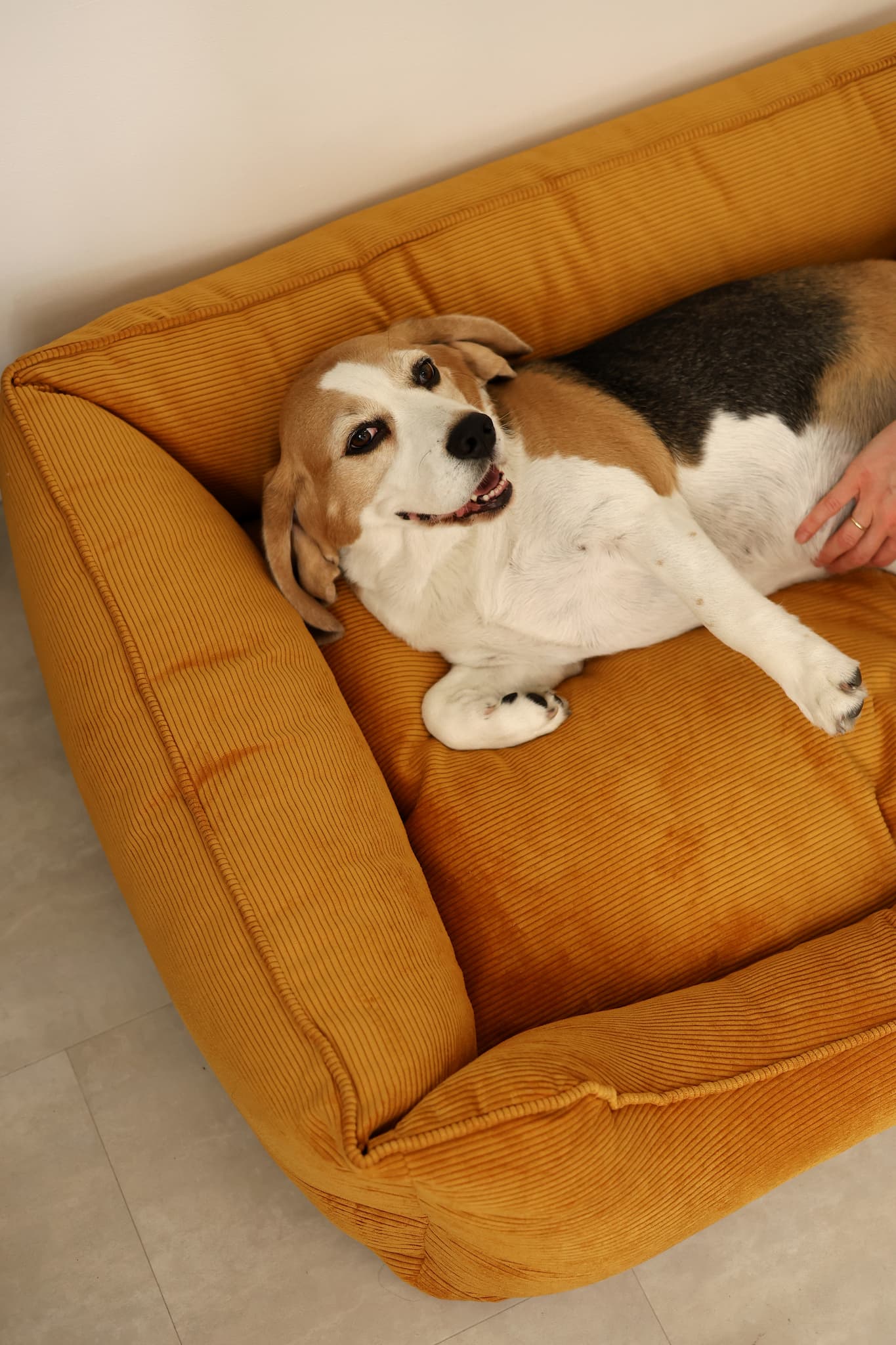 Premium Dog Beds