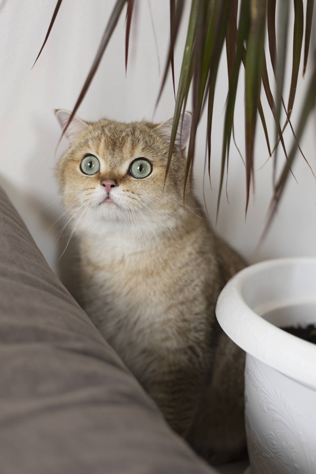 Cats