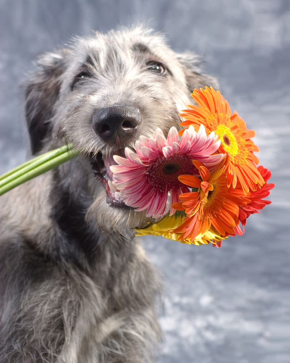 Luxury pet perfume for dogs and cats