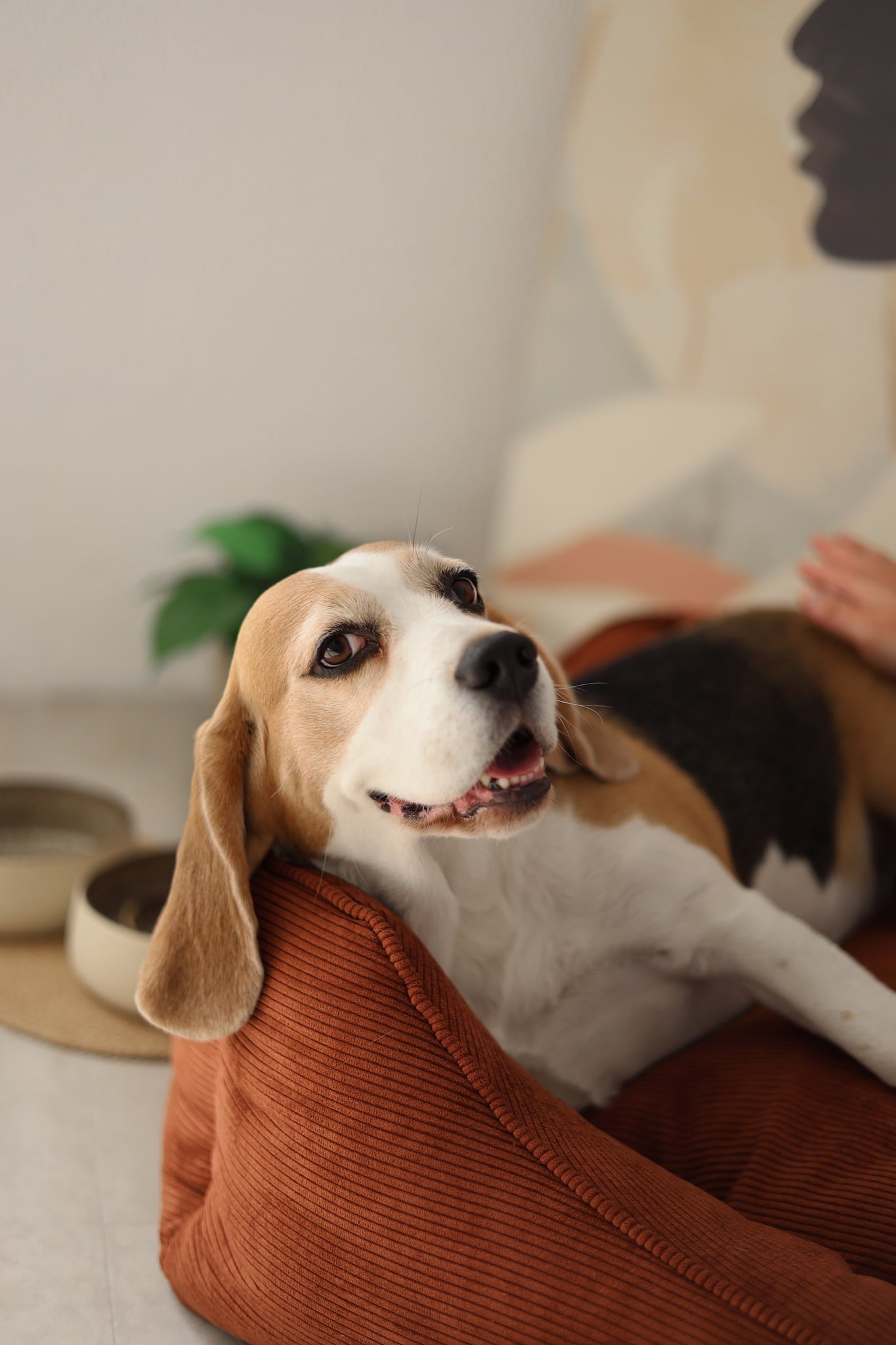 Bolster sides providing head and neck support for a medium dog