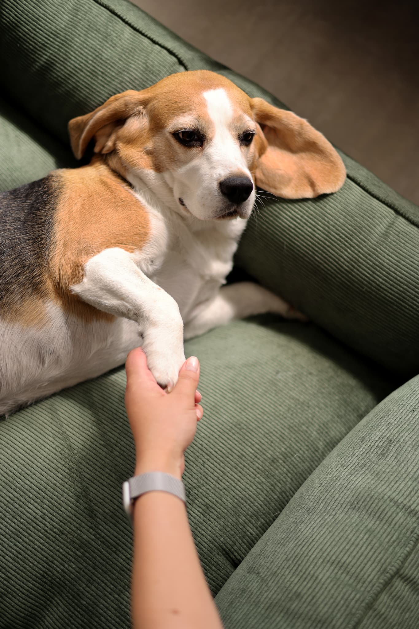 Cama sofá para cão em corduroy com rebordos elevados