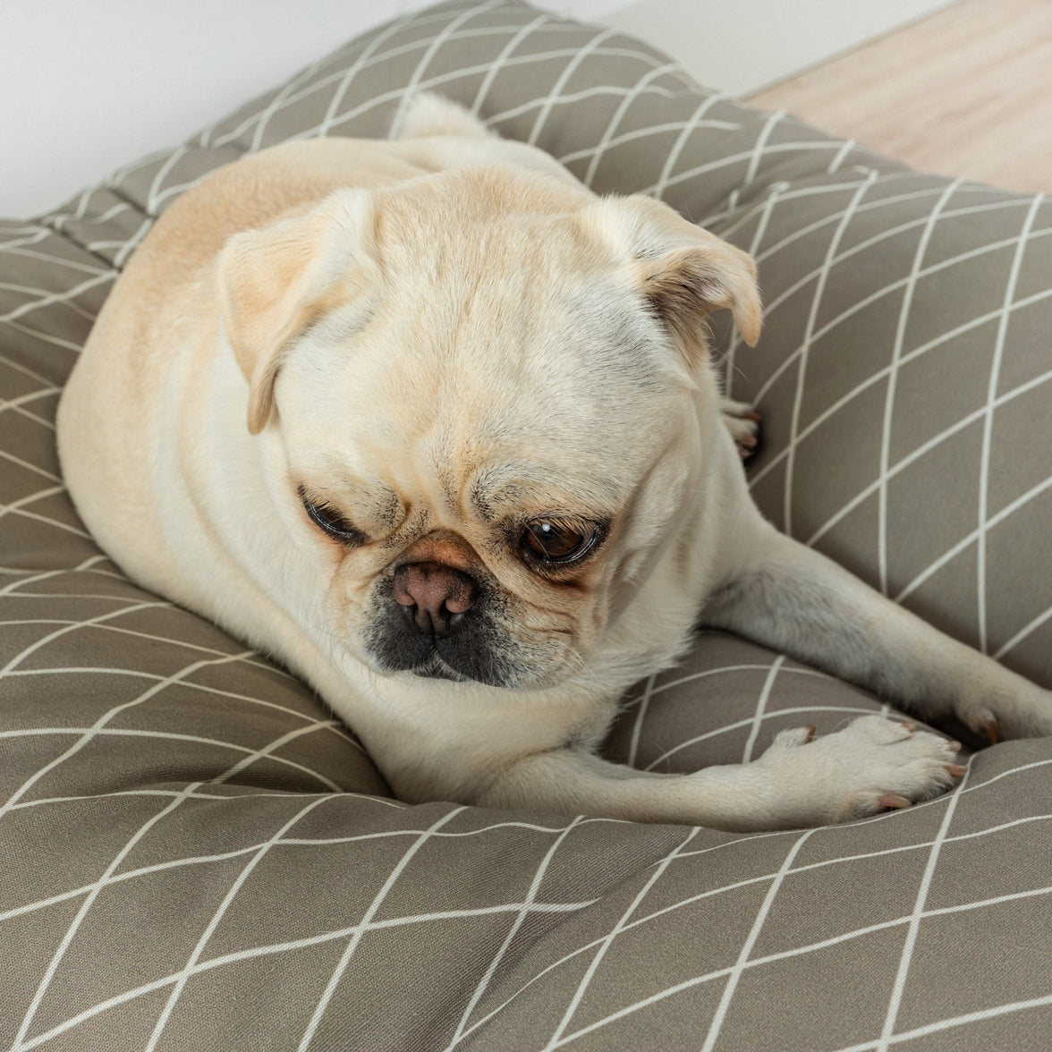 Stain-resistant dog bed from 100% cotton