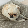 Stain-resistant dog bed from 100% cotton