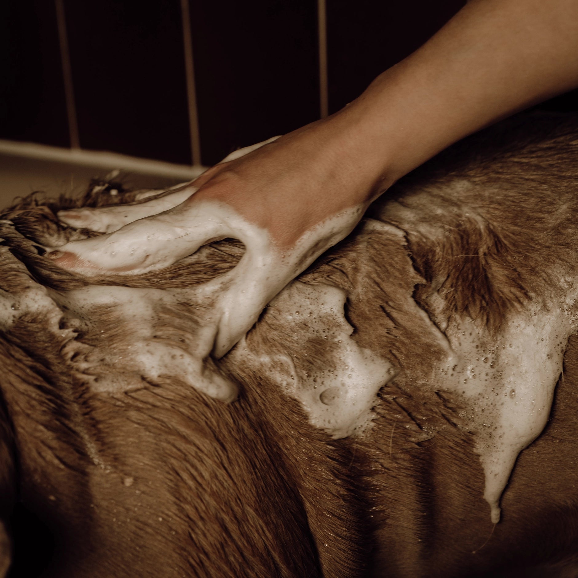 Close-up showing the creamy foam texture created when the powder dog shampoo mixes with water, emphasizing the gentle dog wash.