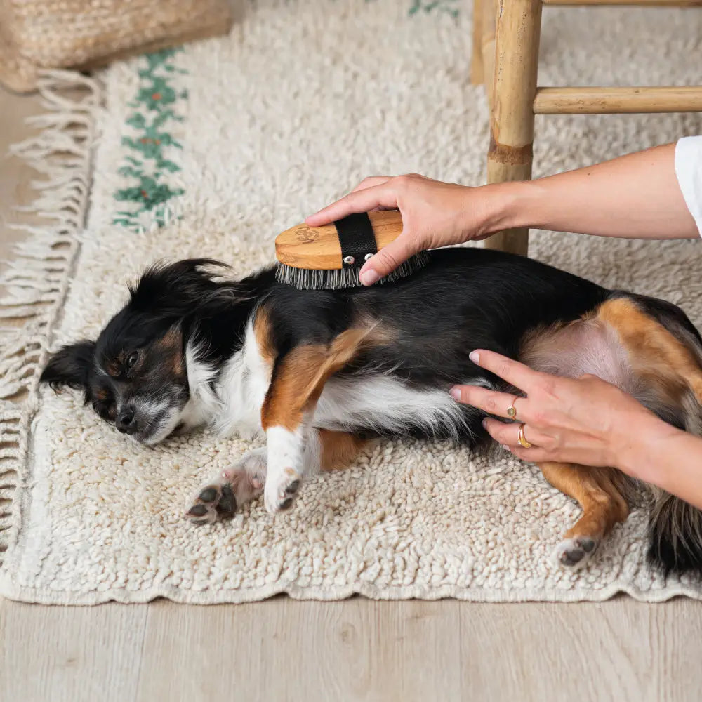 Happy dog being gently brushed with a natural wooden dog brush, illustrating dog grooming relaxation and pet bonding time.