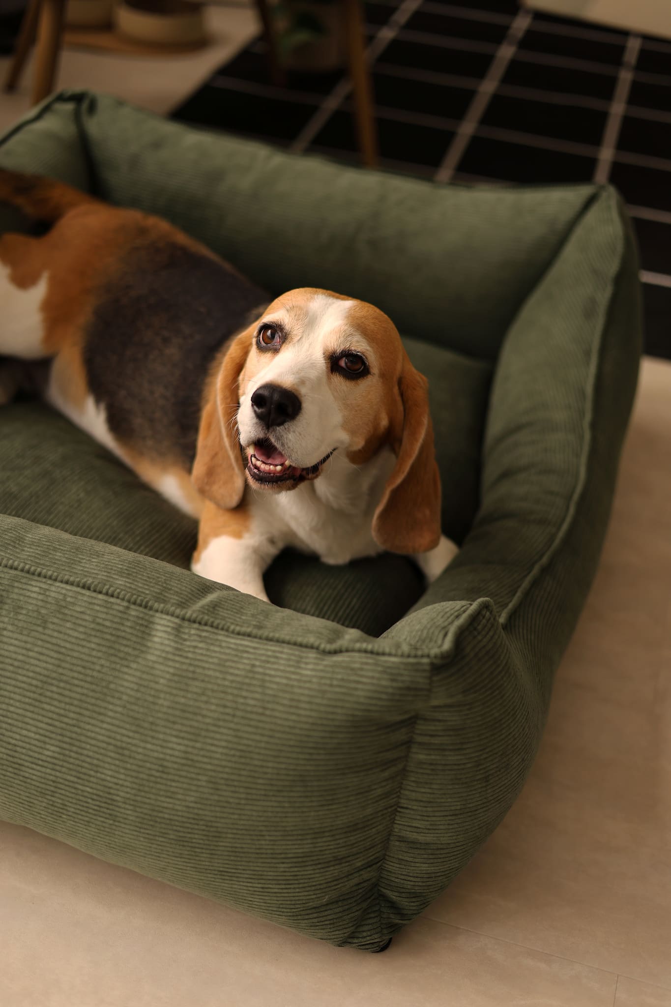Medium dog resting on bolster couch dog bed in living room