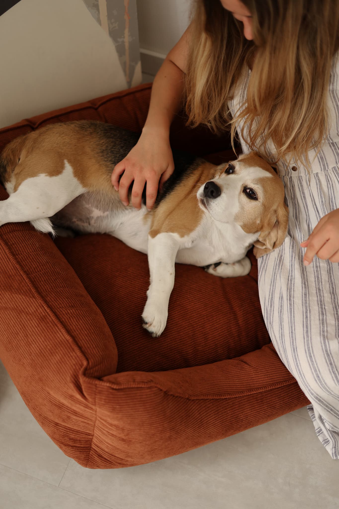 Adult dog comfortably nesting on corduroy couch dog bed
