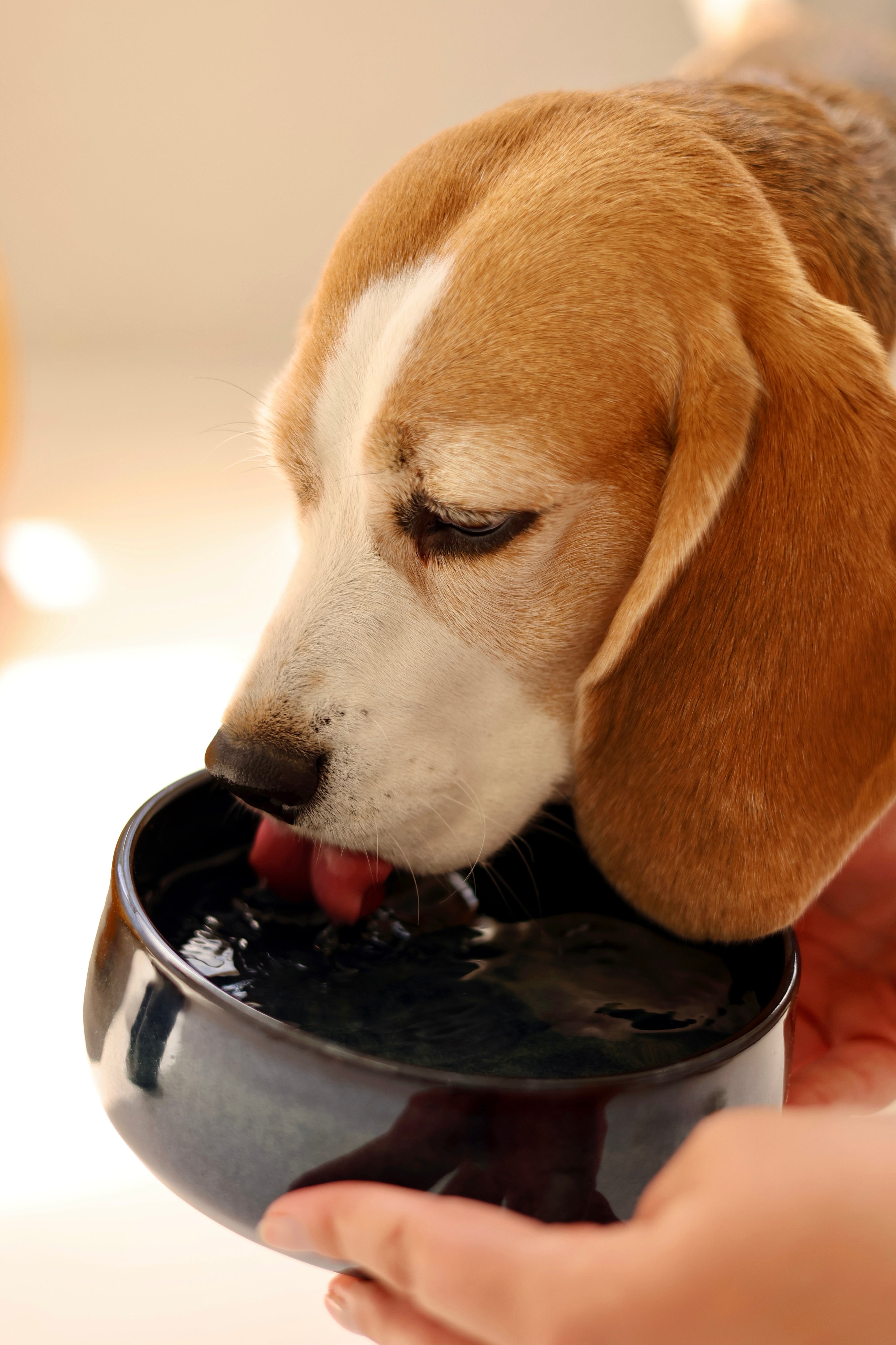 dog-drinking-water-from-dog-bowl