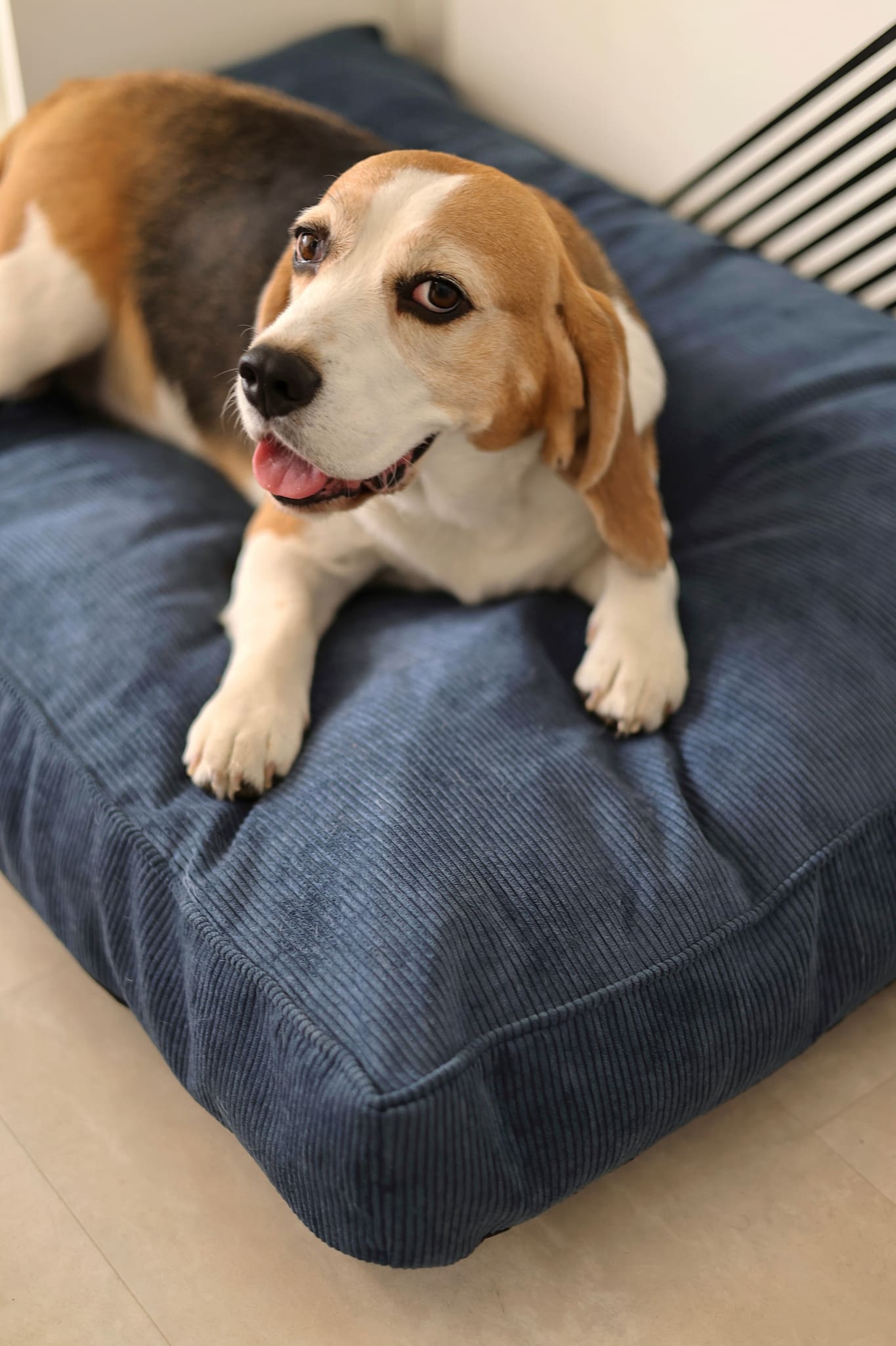 Large dog pillow mattress with removable cover – perfect for big dogs.