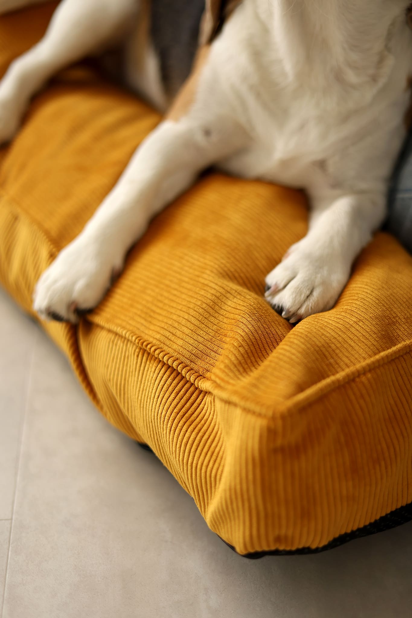 Dog lying on a mustard yellow pet bed