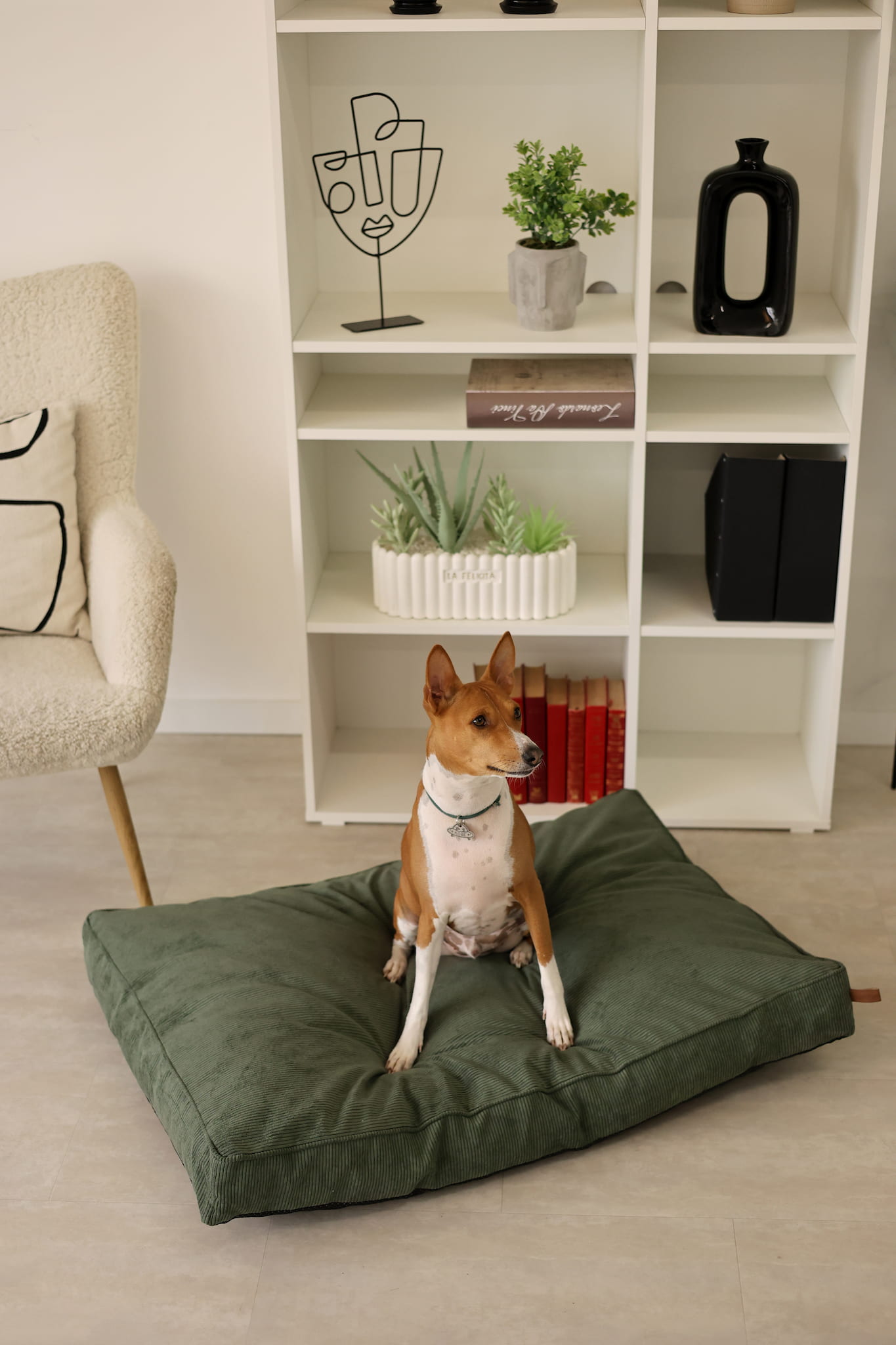Dog sitting on a green dog bed in a room with a bookshelf and chair.