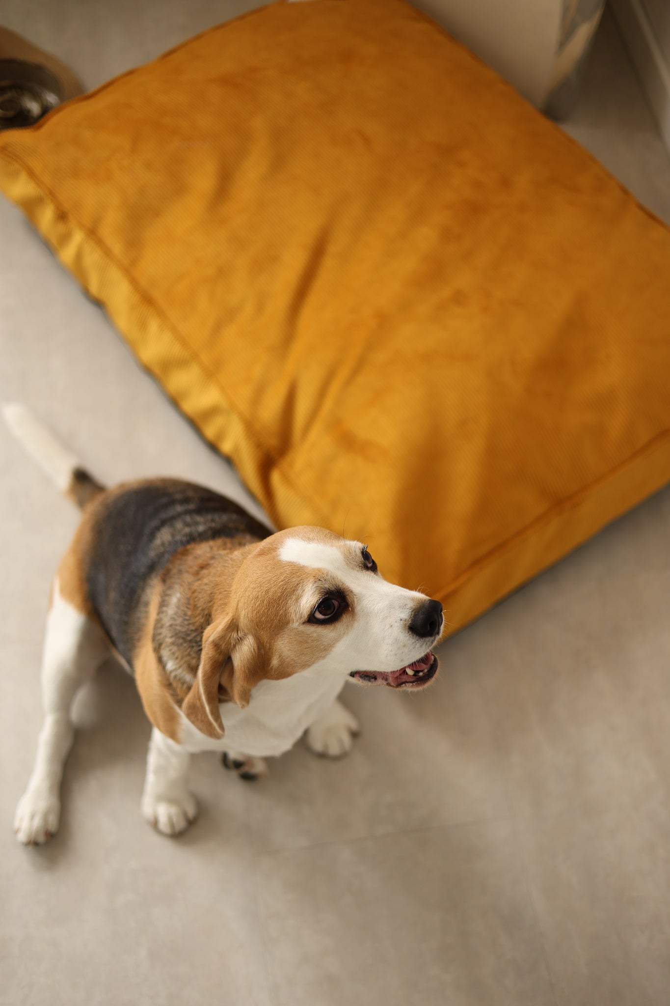 Dog lying on a carpeted floor next to a yellow pillow dog bed