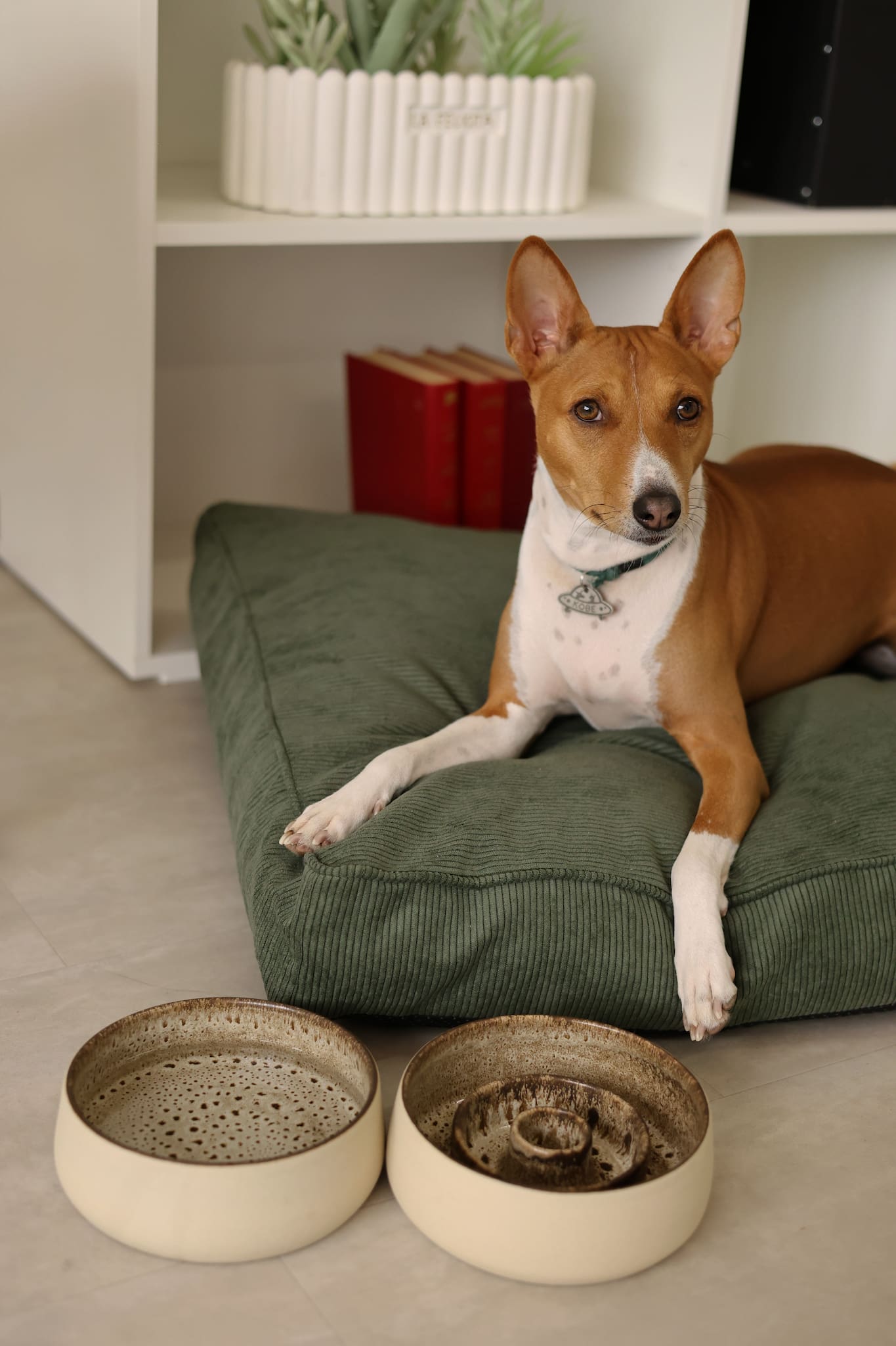 Dog lying on a green cushion for dogs with two ceramic pet bowls in front