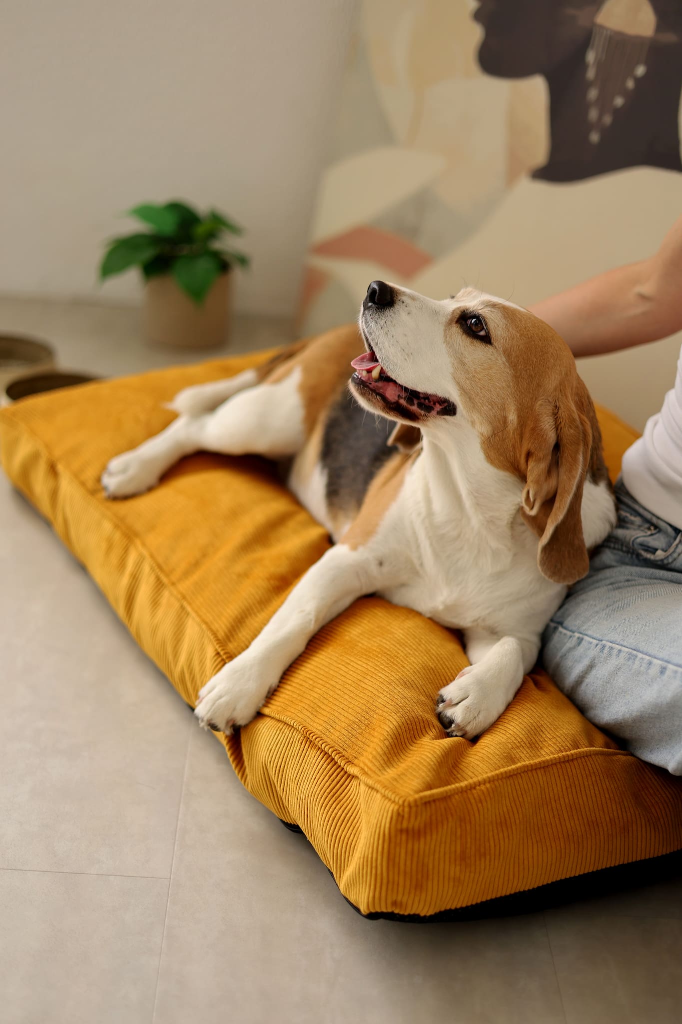 Dog lying on a yellow pet bed with a person sitting beside it, in a cozy indoor setting.