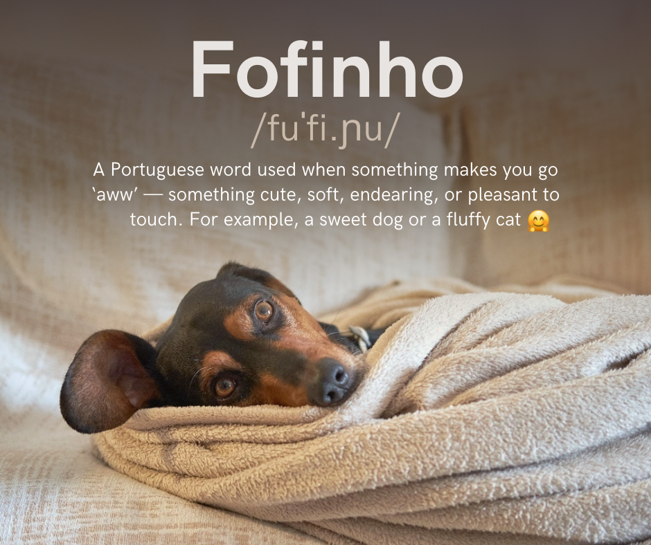 Portuguese pet brand - eco-conscious pet products