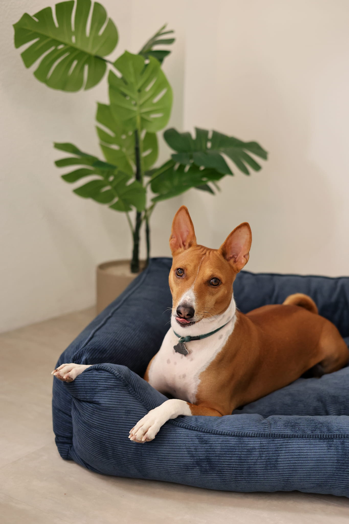 Deep indigo corduroy sofa dog bed with raised bolsters