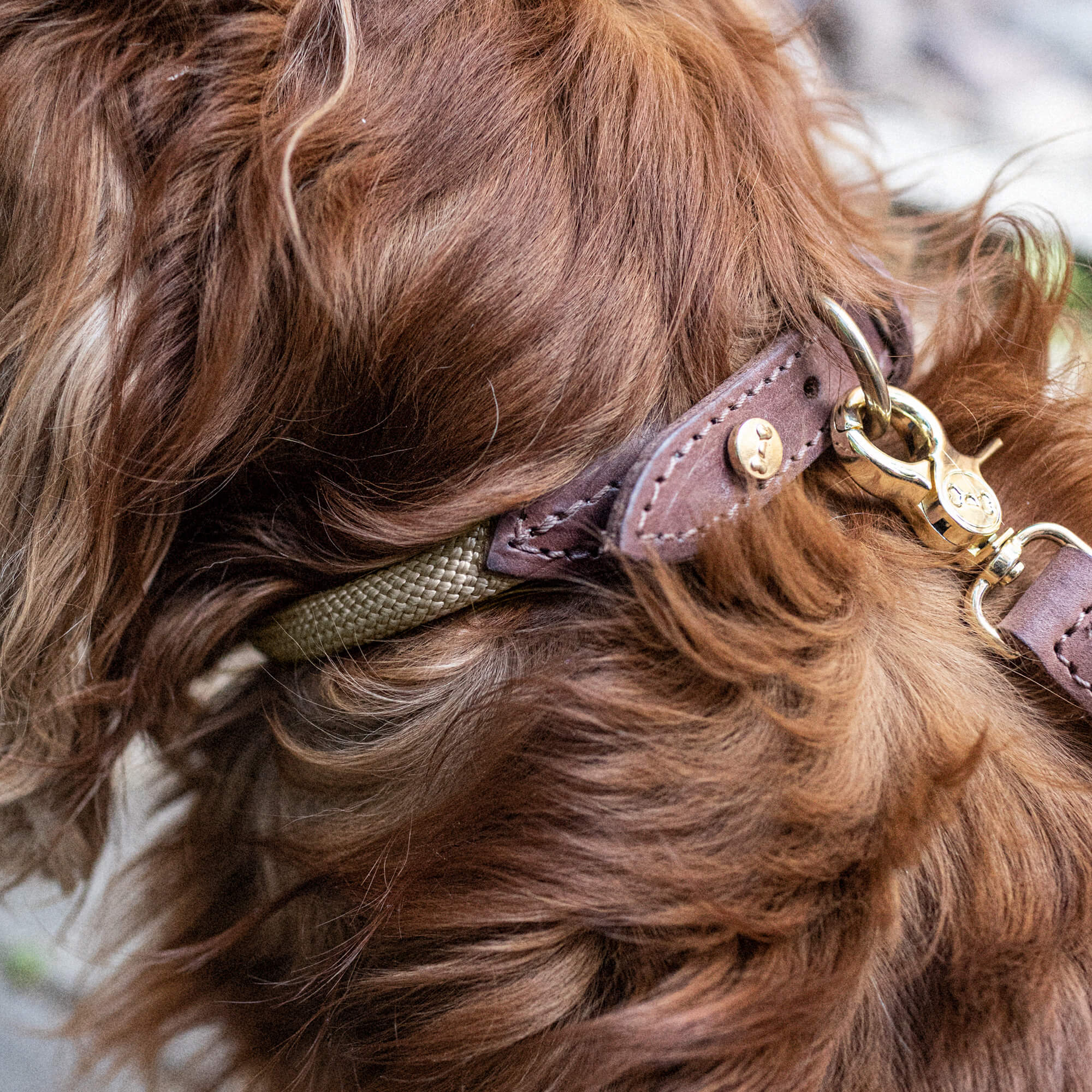 Coleira para Cães Torekov Areia Dourada 